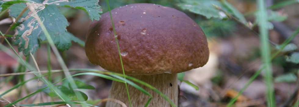 Borowik w lesie Brodnickiego Parku Krajobrazowego